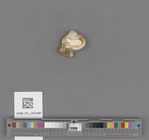 NSF ADBC EPICC TCN
