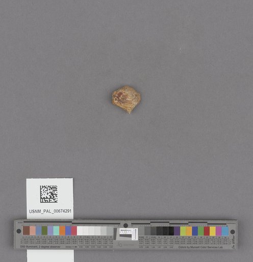 NSF ADBC EPICC TCN