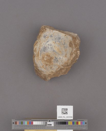 NSF ADBC EPICC TCN