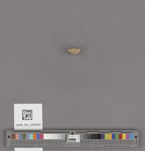 NSF ADBC EPICC TCN