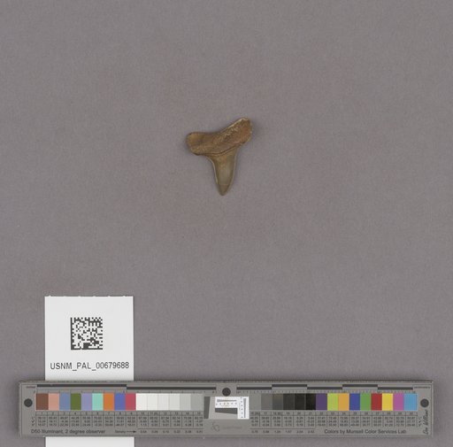 NSF ADBC EPICC TCN
