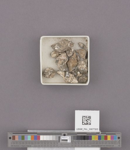 NSF ADBC EPICC TCN