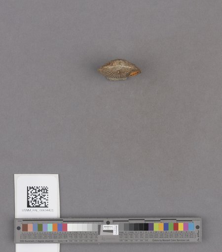 NSF ADBC EPICC TCN