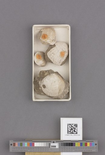 NSF ADBC EPICC TCN