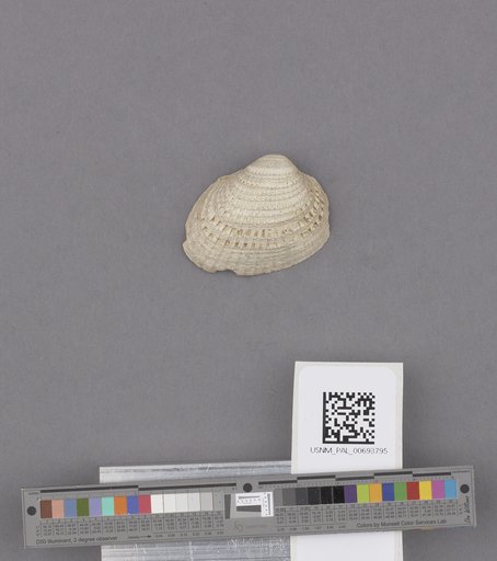 NSF ADBC EPICC TCN