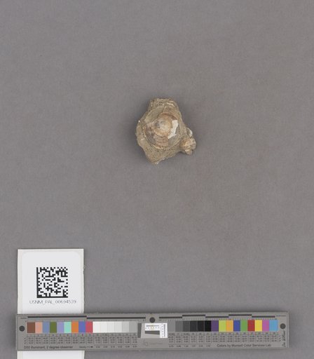 NSF ADBC EPICC TCN