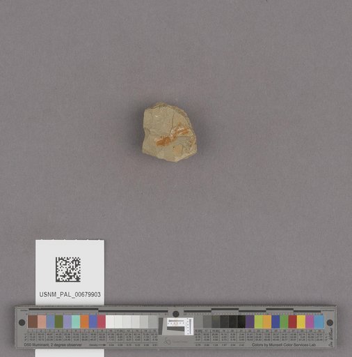 NSF ADBC EPICC TCN