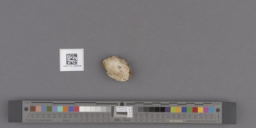 NSF ADBC EPICC TCN