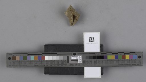 NSF ADBC EPICC TCN