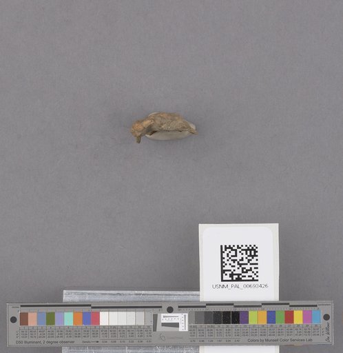 NSF ADBC EPICC TCN