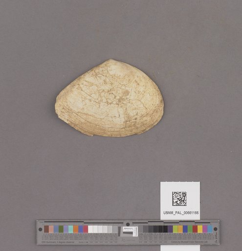 NSF ADBC EPICC TCN