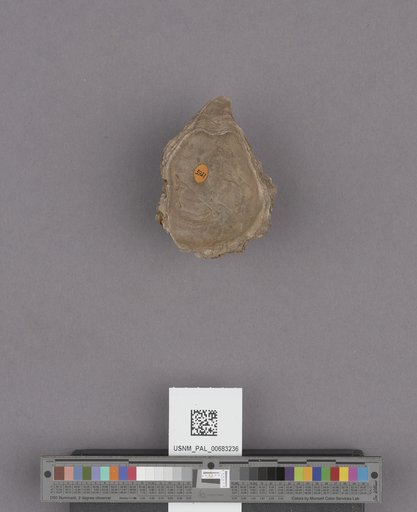 NSF ADBC EPICC TCN