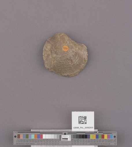 NSF ADBC EPICC TCN
