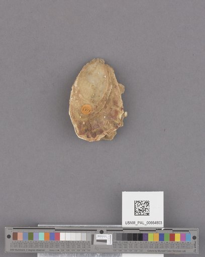 NSF ADBC EPICC TCN