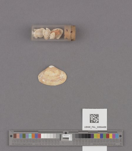 NSF ADBC EPICC TCN
