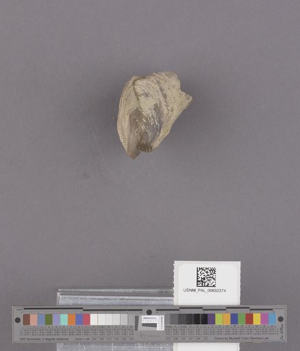 NSF ADBC EPICC TCN