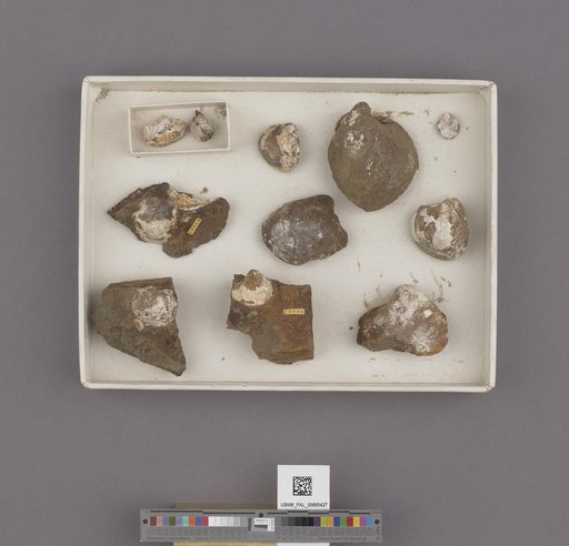 Cardiidae