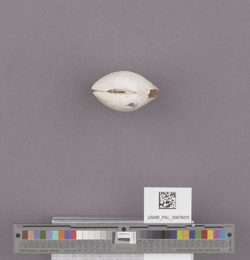 NSF ADBC EPICC TCN