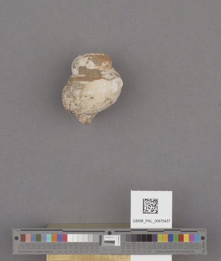 Priscofusus geniculus (Conrad)