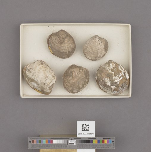Katherinella (Katherinella) angustifrons (Conrad)