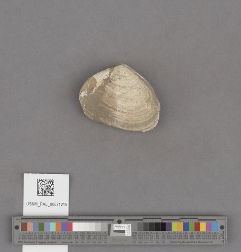 Macoma arctata (Conrad)