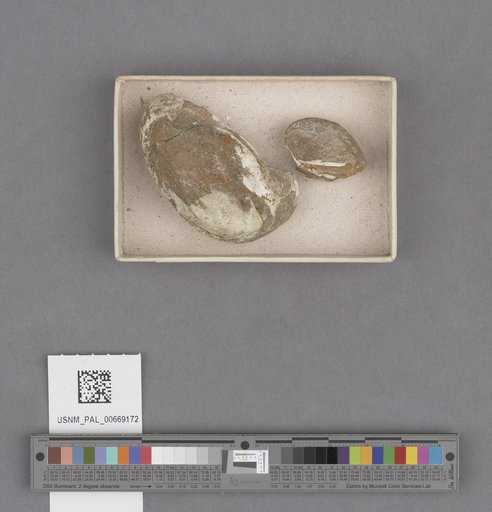 Crepidula praerupta Conrad