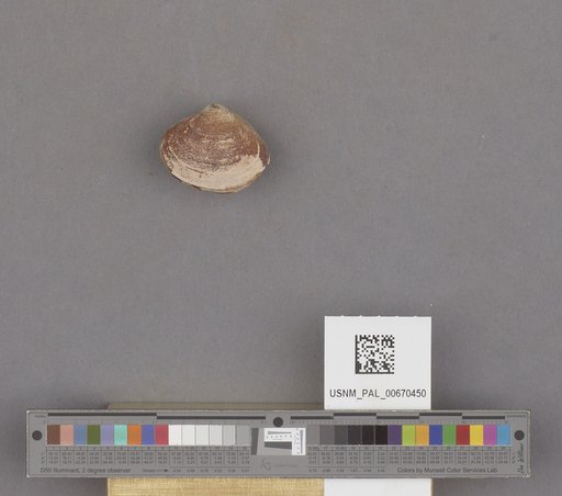 NSF ADBC EPICC TCN