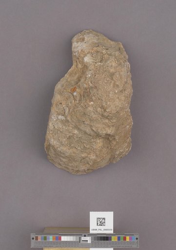 NSF ADBC EPICC TCN
