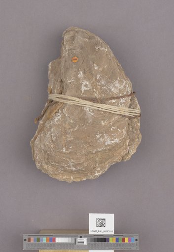 NSF ADBC EPICC TCN