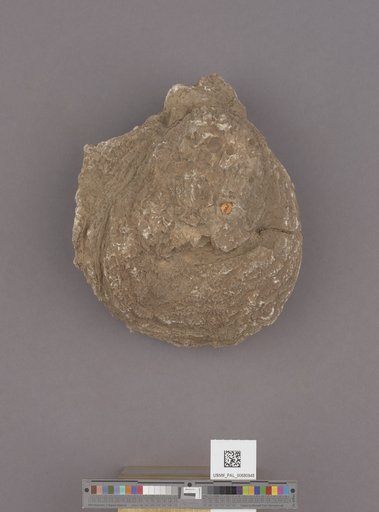 NSF ADBC EPICC TCN