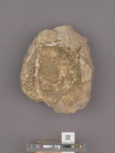 NSF ADBC EPICC TCN