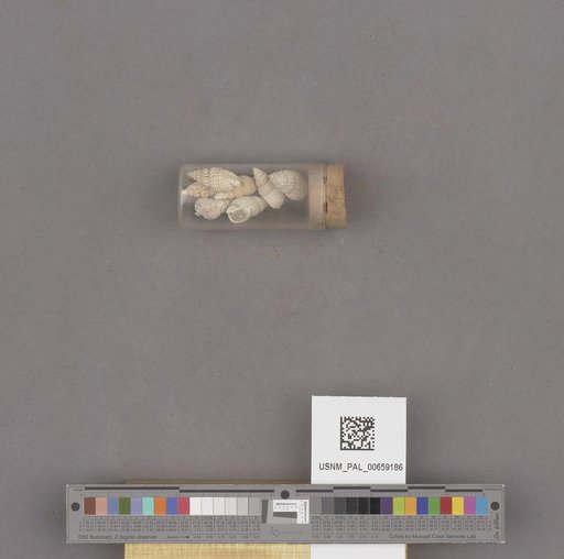 NSF ADBC EPICC TCN