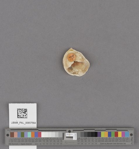 NSF ADBC EPICC TCN