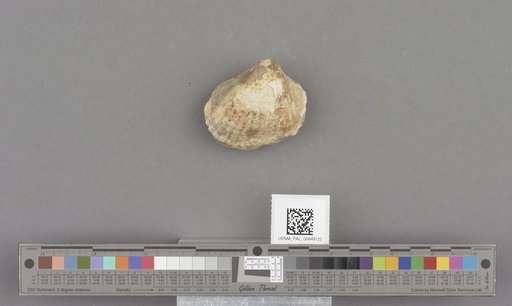 Bivalvia