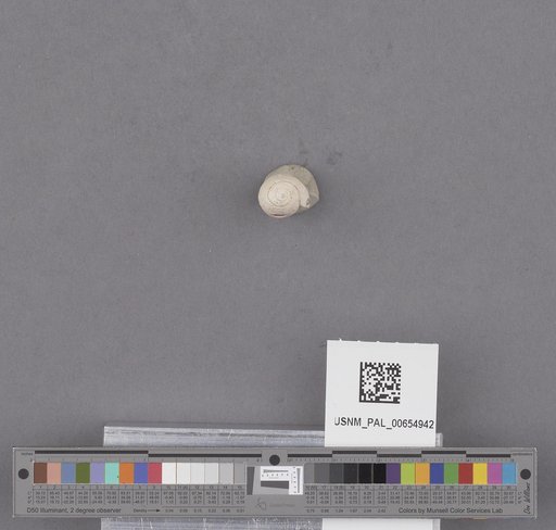 Gastropoda