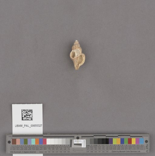 Gastropoda