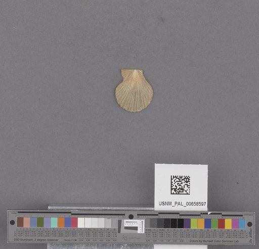 NSF ADBC EPICC TCN