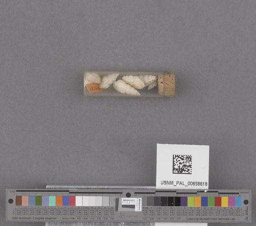 NSF ADBC EPICC TCN