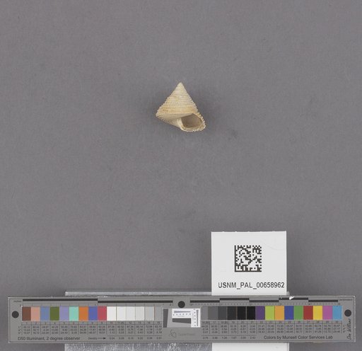 NSF ADBC EPICC TCN