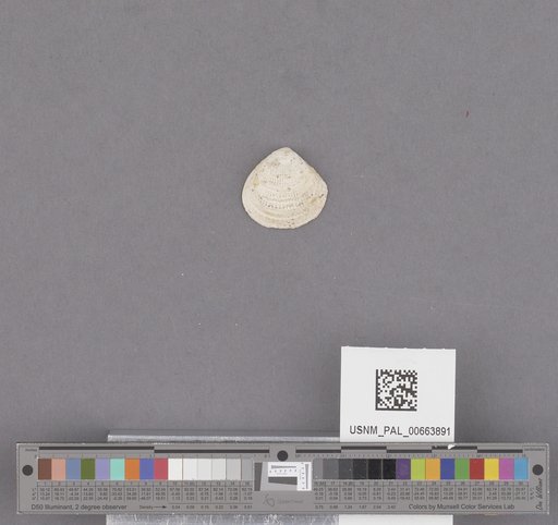NSF ADBC EPICC TCN