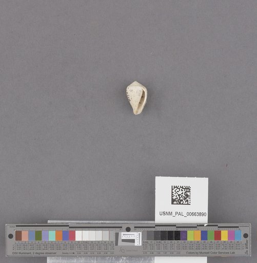 Gastropoda