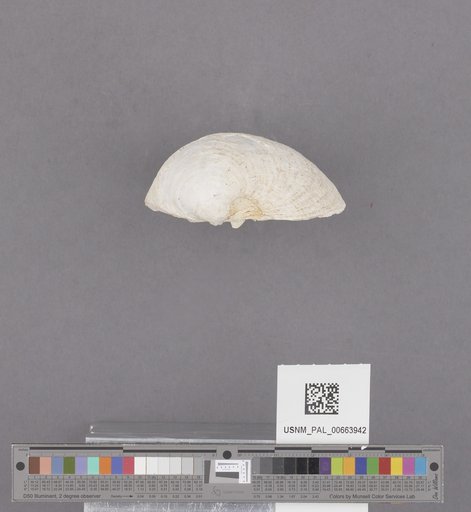 Bivalvia