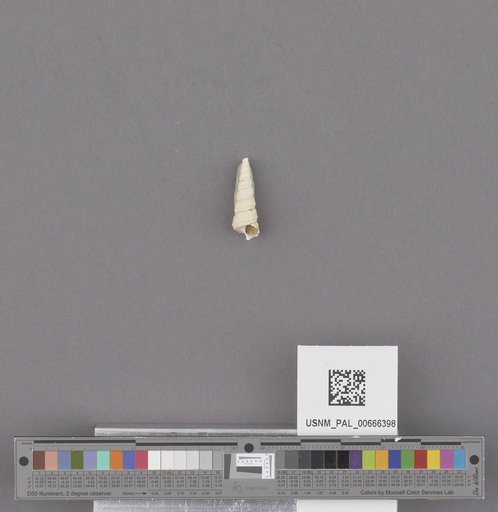 Gastropoda