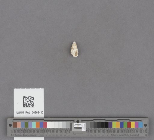 Gastropoda