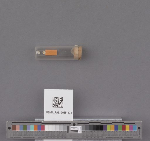 Bivalvia