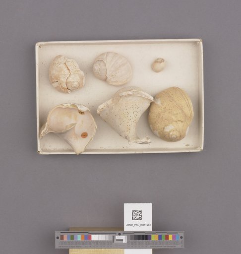 Gastropoda