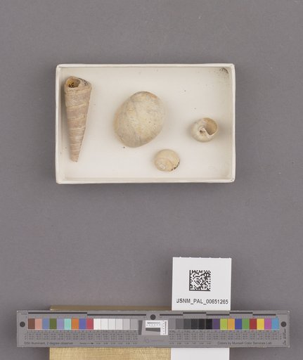 Gastropoda