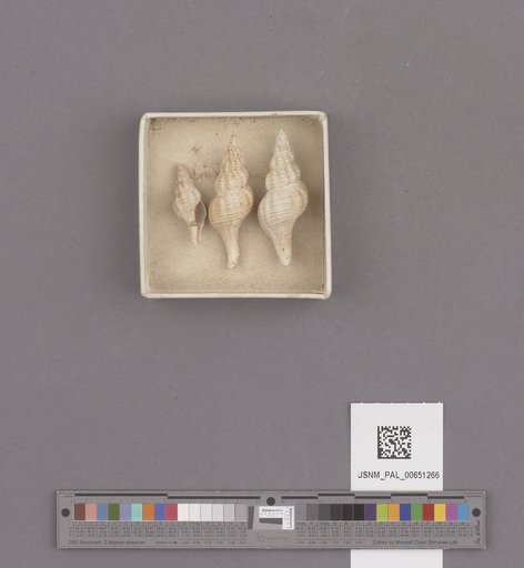 Gastropoda