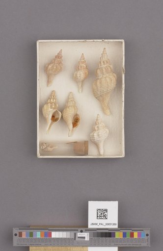 Gastropoda