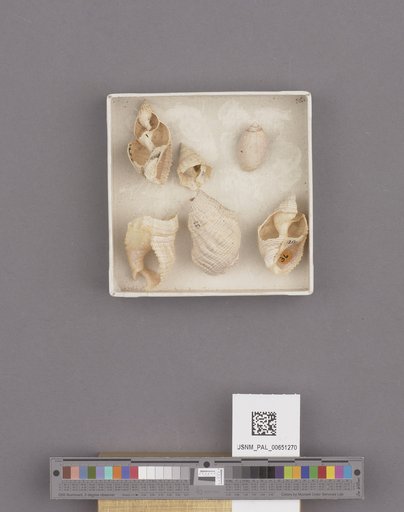 Gastropoda